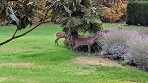 Photo n°25 de Arbre de Rose Holiday Homes à Loubès-Bernac (Agence de location de chalets)