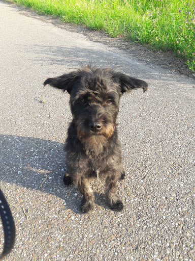 MeTiNa oHG Hundeschule - Thumbnail