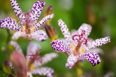 Point Defiance Zoo Botanical Garden