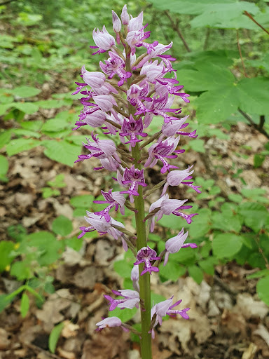 Orchideen Steinbruch - Visual