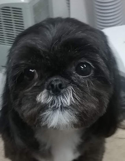 Posh Pups - Visual