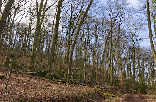 Nonnenstromberg