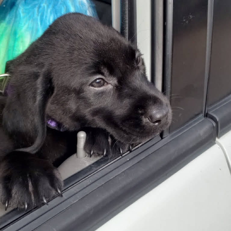 Iowa Akc Registered Hunting Labs For Sale Also Check Us Out On Facebook 
