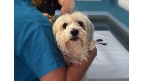 Centro Veterinario Salus