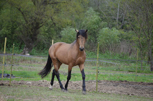 Photo n°9 de Les Chevaux du Guiers à Saint-Bueil (Ferme d'élevage)