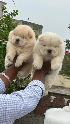 Top quality Chow Chow puppies available in Lucknow. post image