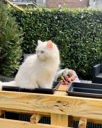 École du Chat - Association