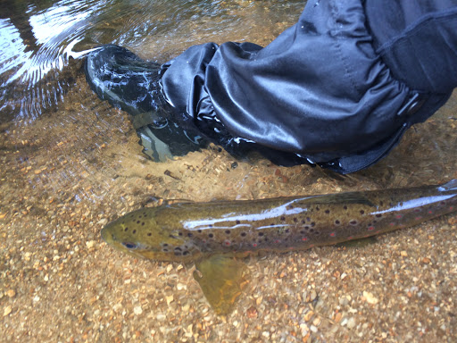 Tasmania Fly Fishing Gallery - Australia