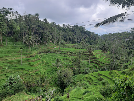 Hello ubud tourist service
