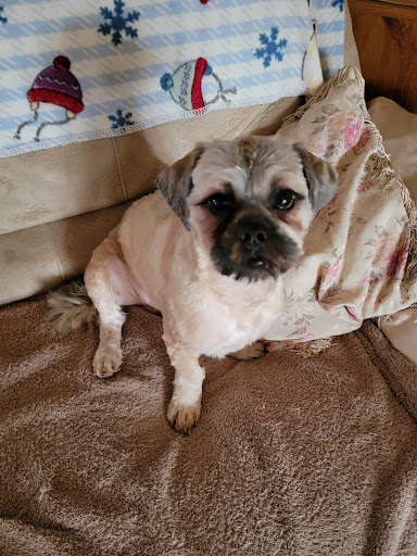 Angel's Dog Grooming