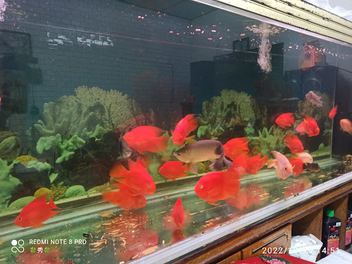 [熱帶魚水族館 水族店的外部或內部照片]