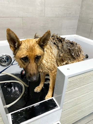 Dingo's Natural Pet Food, Self-Wash & Grooming Gallery - United States