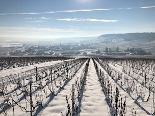 Photo n°2 de Vitaceae Transactions - Foncier Viticole à Bezannes (Agence immobilière)