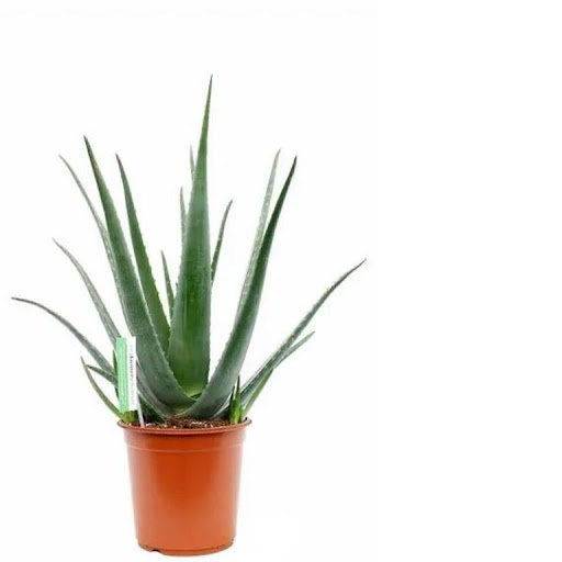 Free plant campaign post image