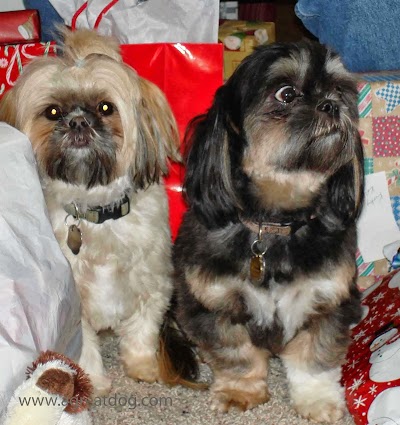 Iowa Chow Shih Tzu Puppies