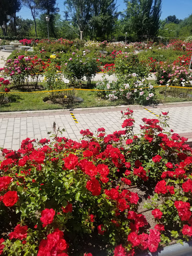 Rosaleda del Parque del Oeste - Thumbnail