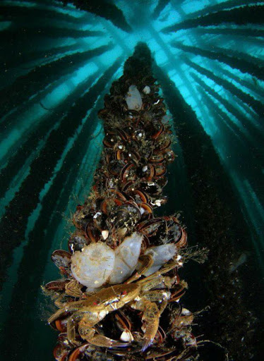 Cruceros de Arosa Gallery - Spain