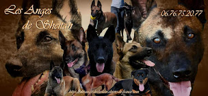 Photo n°1 de Accord Parfait / Les Anges de Sheitan à Servignat (Dresseur pour chiens)
