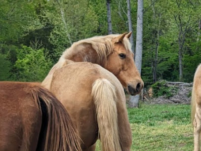 Three Willows Counseling