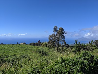 Auwahi Forest