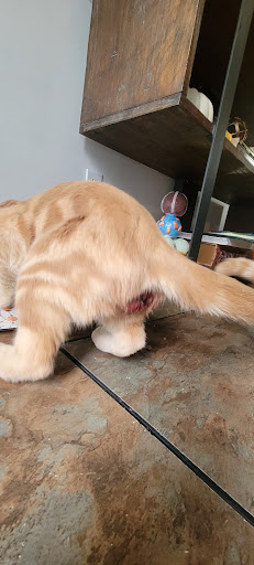 China Grove Animal Hospital - Thumbnail