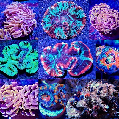 Coral Reef Connection