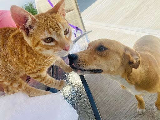 Bone Voyage Dog Rescue - Thumbnail