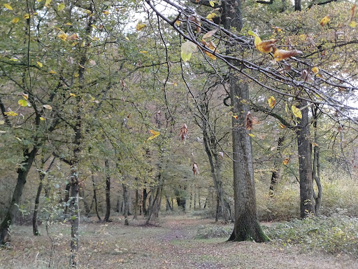 Foret de phalempin Gallery - France