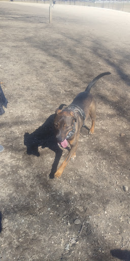 Danvers Dog Park - Thumbnail