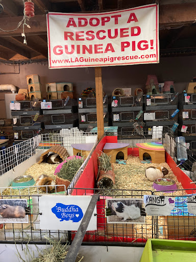 LA Guinea Pig Rescue - Thumbnail