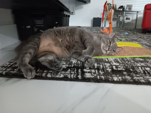 For Cats Only - Visual