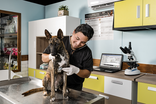Veterinaria Humanimals Canek