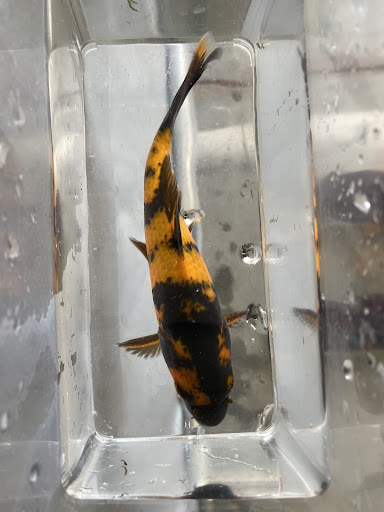 Kern Koi & Pond Services, LLC - Thumbnail