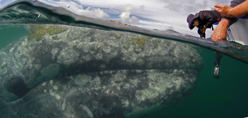 Pure Baja Travels LLC - Thumbnail