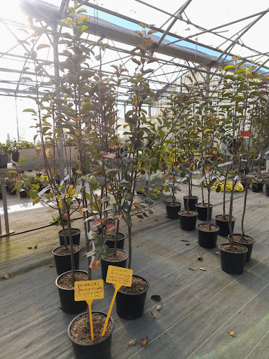 Photo de La serre végétale