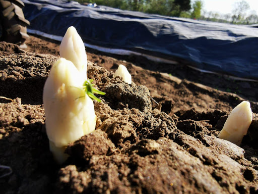 Spargelhof Erdbeeren Geers - Thumbnail