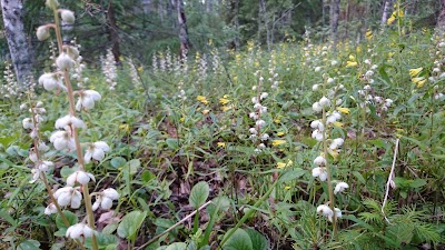 Photos of Leivonm&auml;ki National Park