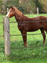 Photo n°12 de Écurie Wolff-Sessacq à Coimères (Centre équestre)