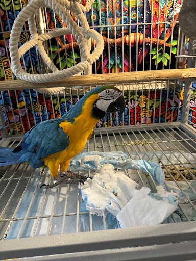 GIVEHAND FLYERS AND FEATHERED FRIENDS - Thumbnail