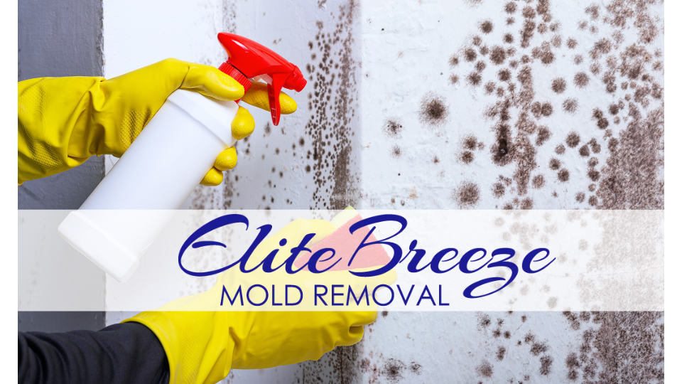 Elite Breeze Mold Removal photo