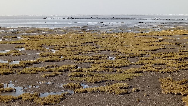 Gao Mei Wetland