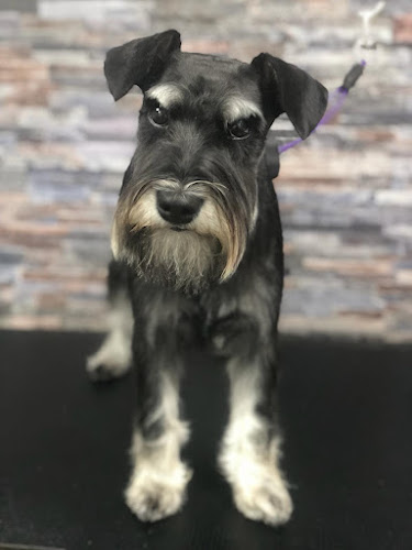 Comentarii opinii despre Тop Dogs - Grooming & Pet Shop