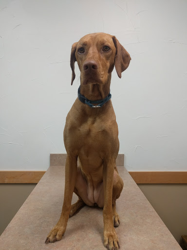 Sunset Canyon Veterinary Clinic - Thumbnail