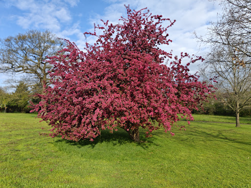Chandos Recreation Ground Gallery - United Kingdom