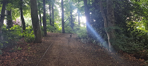 Withy Hill Woods - Thumbnail