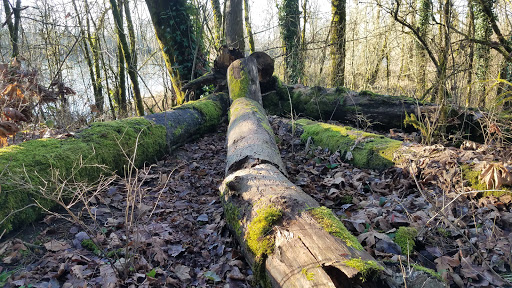 Simpson Park - Visual