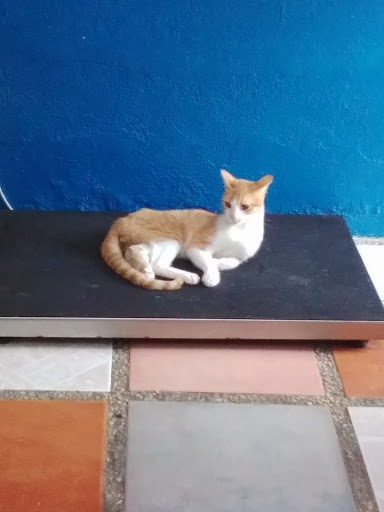 Vet Med - Servicios Veterinarios