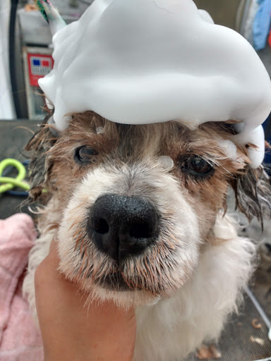 Dog-tor. Clínica Veterinaria, Estética Canina y Tienda de Mascotas.(Chimalpa Naucalpan)