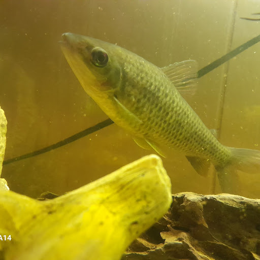 Anyfish2020 - Thumbnail