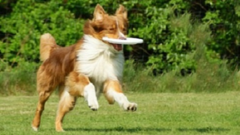 Dogvitality - Praxis für Hundephysiotherapie